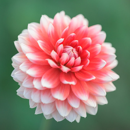 Dahlia