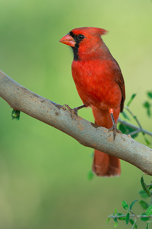Northern cardinal