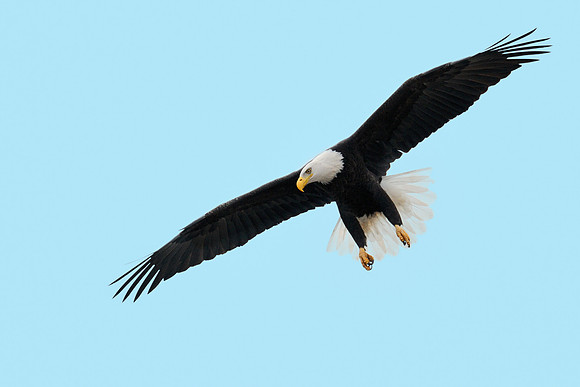 American eagle