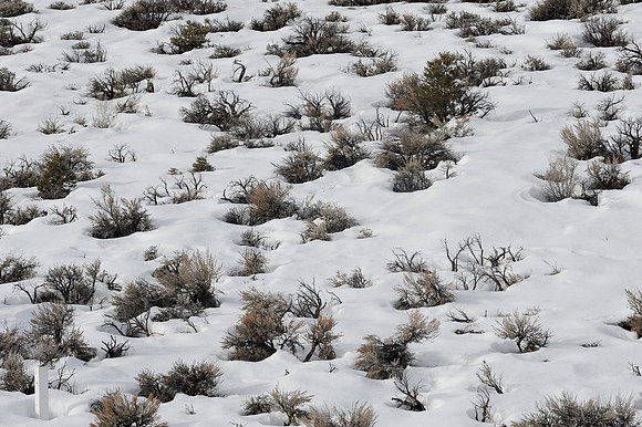 Desert snow