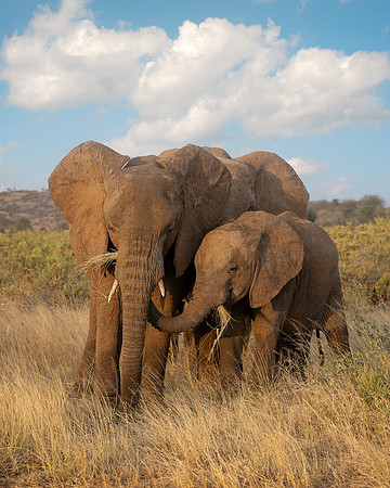 African Elephants