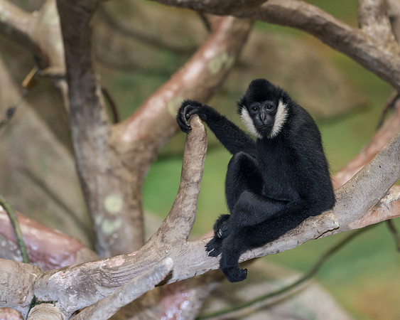 White-cheeked gibbon