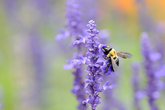 Bee on purple flower