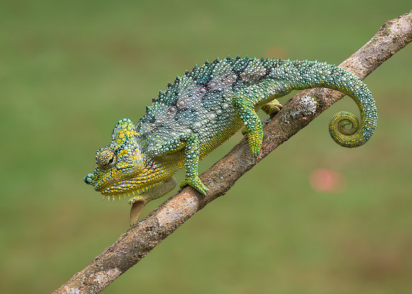 Chameleon
