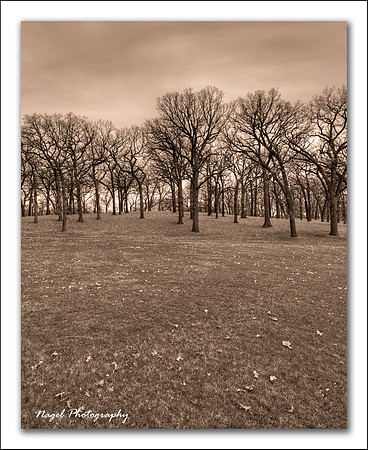 Oak tree grove
