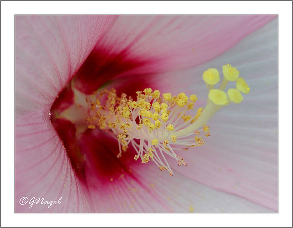 Purple flower