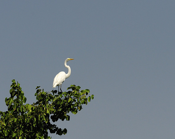 Out on a limb