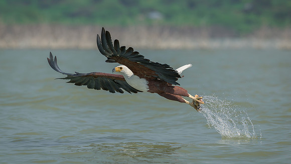 Lake Baringo