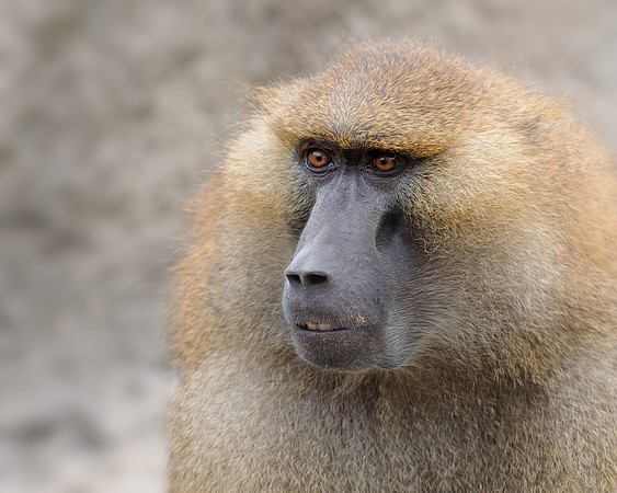 Baboon
