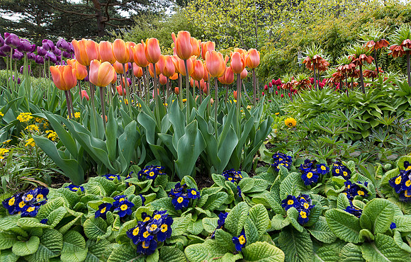 Tulips and more
