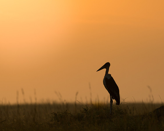 Stork Silhoutte
