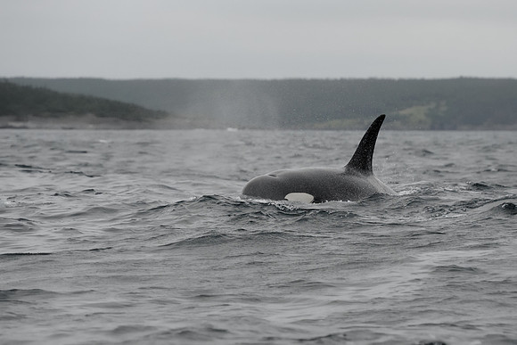Orca whale