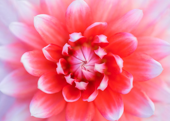 Dahlia