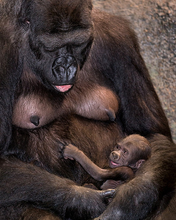 Mother and baby gorilla