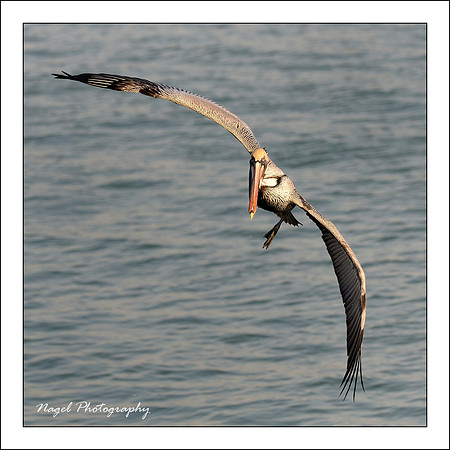 Sailing pelican