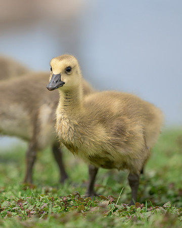 Gosling