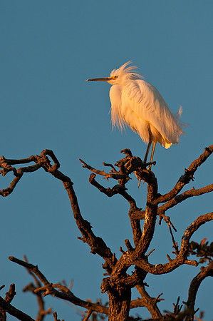 Great egret