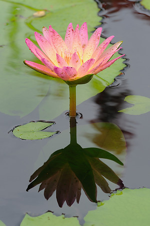 Afterglow tropical waterlily