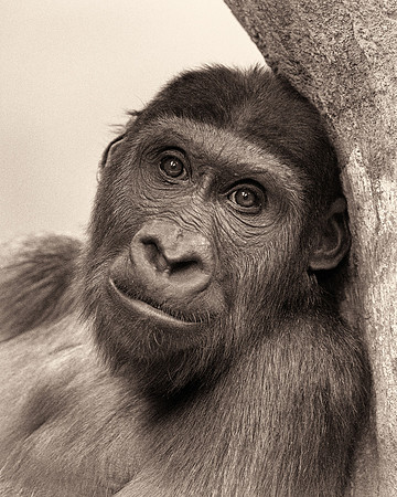 Western lowland gorilla