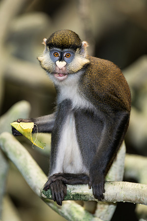 Red-tailed monkey