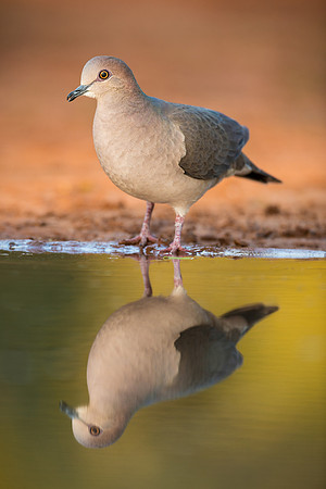 White-tipped dove