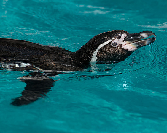 Humboldt penguin