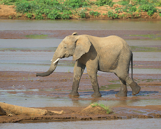 African Elephant