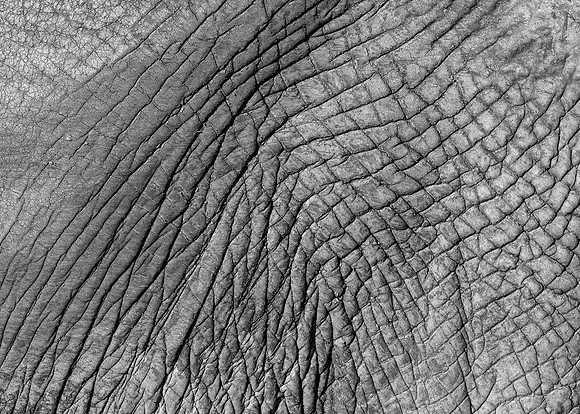 Elephant Skin