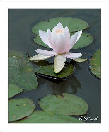 Water lily