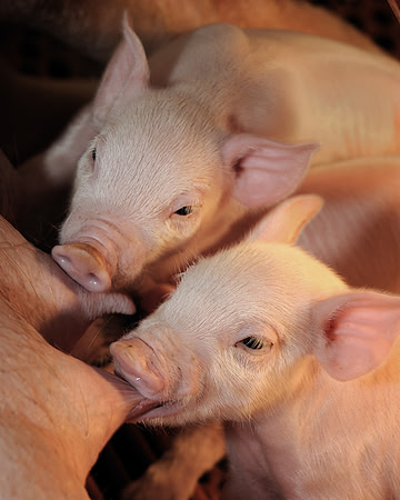 Nursing piglets