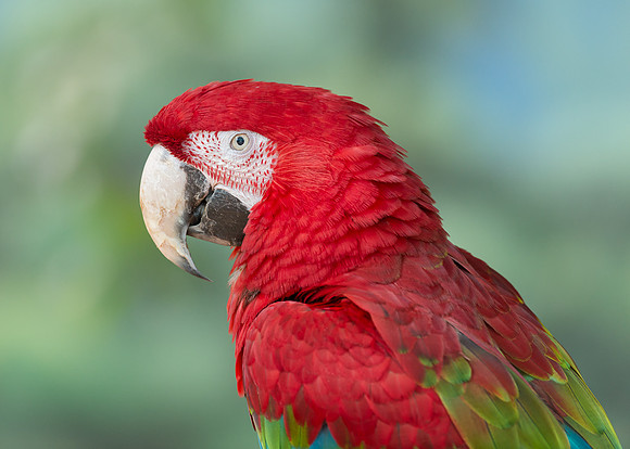 Green winged macaw