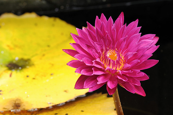 Tropical waterlily