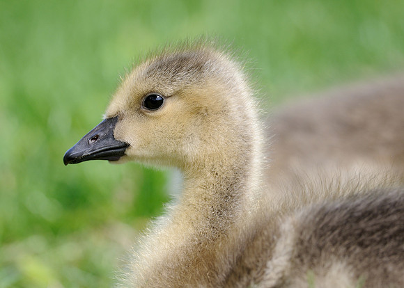 Gosling