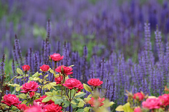 Carpet rose and purple sage