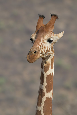 Giraffe