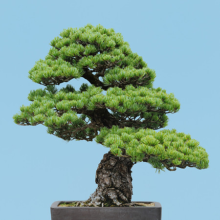 Japanese White Pine