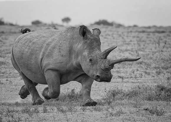 Running Rhinoceros