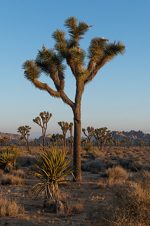 Joshua Tree National Park