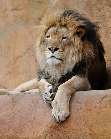 Male African lion