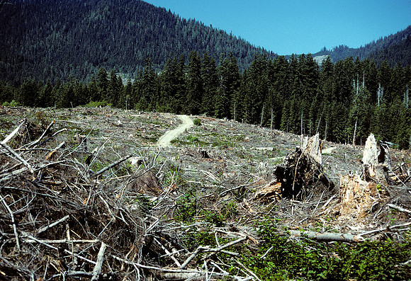 Washington deforestation