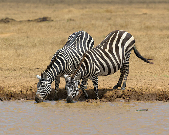 Zebras