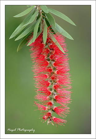 Red bottlebrush flower