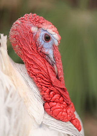 Turkey