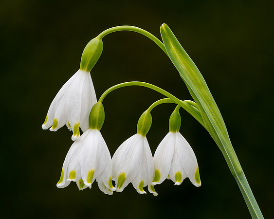 Hanging Lilies