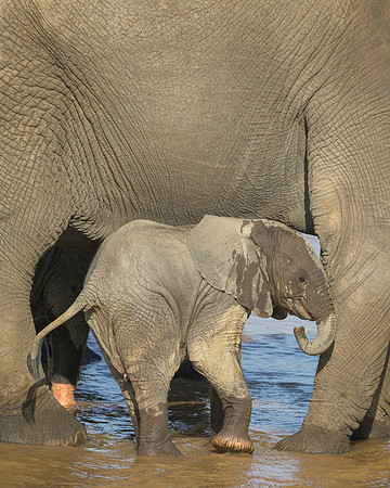 Baby Elephant