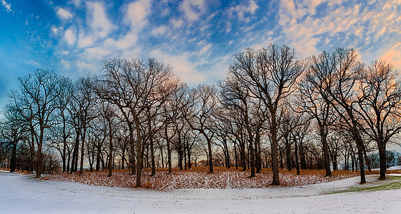 Winter Forest