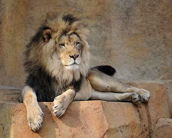 African lion