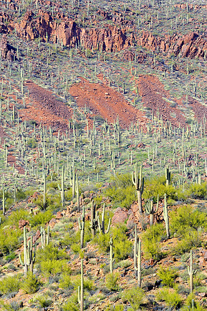 Saguaro cactus