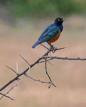 Superb Starling