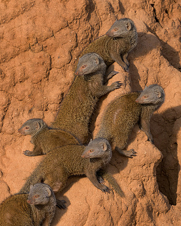 Mongooses